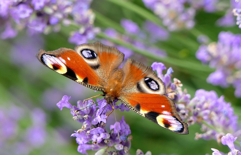 peacock-butterfly-3482707,Bild von Uschi Dugulin auf Pixabay, 2025